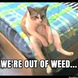 stoner-cat-out-weed-memes.jpg