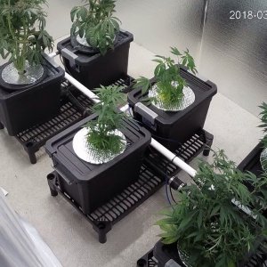 Clones and Thaibodian Skunk