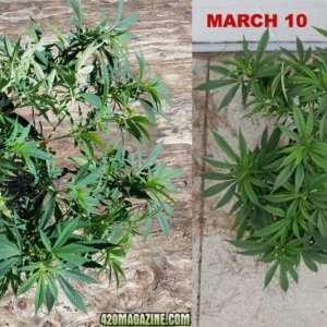 Supercrop-one-week-later.jpg