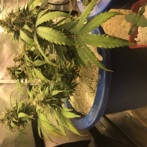 FB Pineapple Express Auto week 10 .jpeg