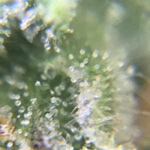 FB Pineapple Express Auto trichs 10weeksB.jpeg