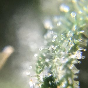 FB Pineapple Express Auto trichs 10weeksC.jpeg