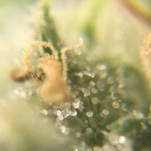 FB Pineapple Express Auto trichs 10weeksD.jpeg