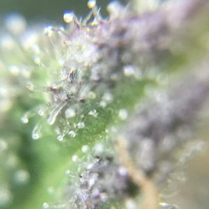 FB Pineapple Express Auto trichs 10weeksE.jpeg