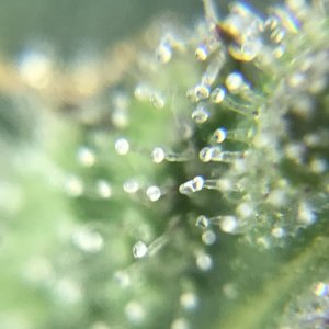 FB Pineapple Express Auto trichs 10weeksF.jpeg