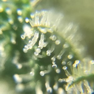 FB Pineapple Express Auto trichs 10weeksG.jpeg