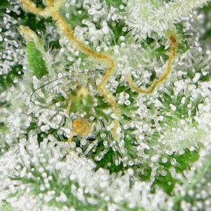 Trichomes W9-2-1