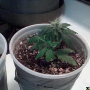 New grow cfl/soil