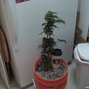 New grow cfl/soil