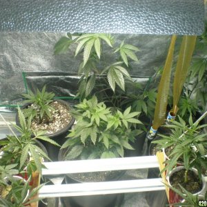 veg room 2