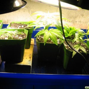 Clones and seedlings