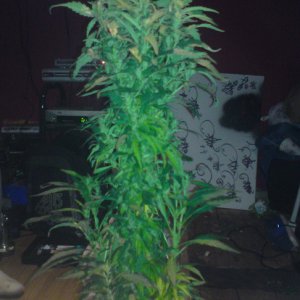 autoflower bush