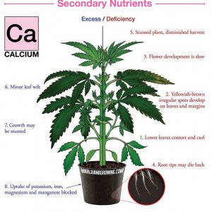 nutrient chart Calcium.jpg