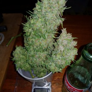 SD Clone 100g Cola.jpg