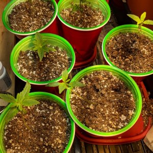 02/04/18 seedlings week 1