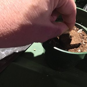 seed planting