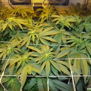 Usul's Grow 2.1 - Day 60