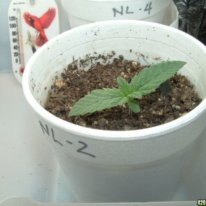 Woodsman's NL #5 plant 2