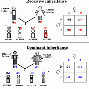 Mechanisms Of Recessive And Dominant Inheritance. | 420 Magazine