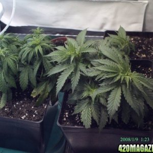 skunk_plants