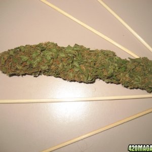 bud of the month contest