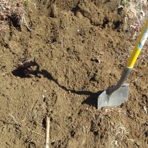 Second compost pile