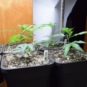 Freshly Planted Clones