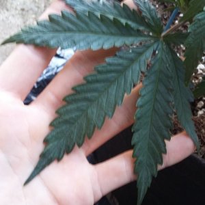 One of 11s Beauuutiful fan leaves