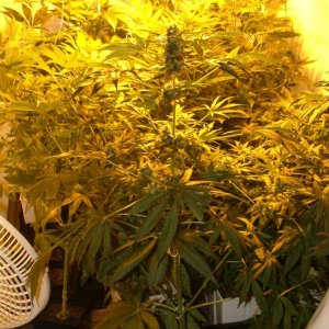 f10_plants