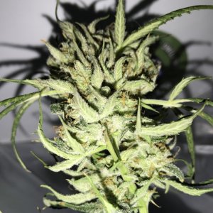 Sweet Coffee Ryder Harvest - Indica Lady 1