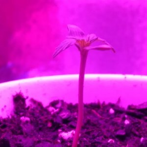 Tangerine Dream Seedling 2.jpg