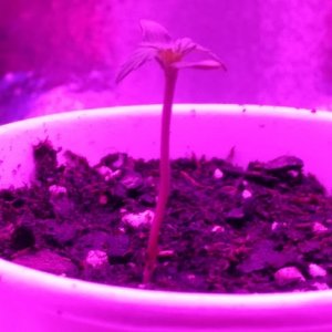 Tangerine Dream Seedling 3.jpg