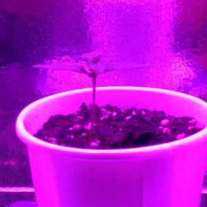 TD seedling