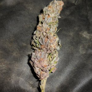 Black Cherry Punch nugs!! 001.jpg