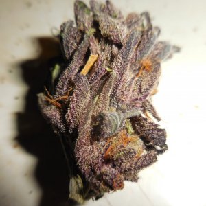 Black Cherry Punch nugs!! 005.jpg