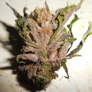 Black Cherry Punch nugs!! 006.jpg