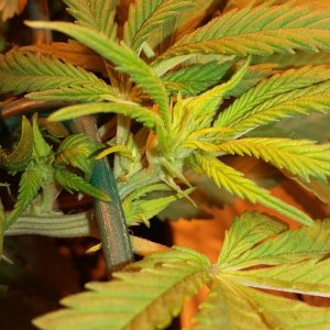 Couple bud sites