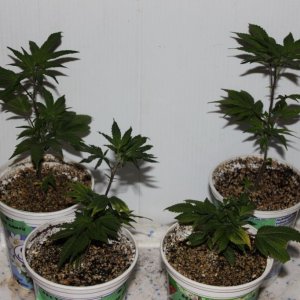 clones after ph/nute issues