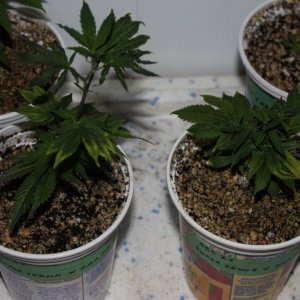 clones after ph/nute issues