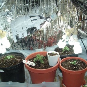 Woodman's 'real budget tent' just after transplanting