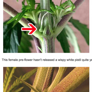 preflowering.png