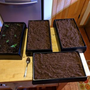 Grow3_Day6.jpg