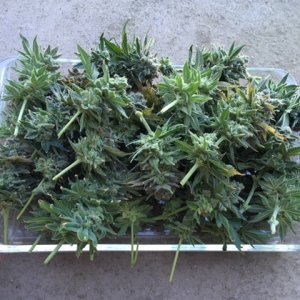 White Widow Harvest