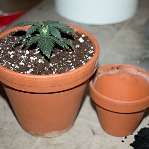 up-potted Cheese auto