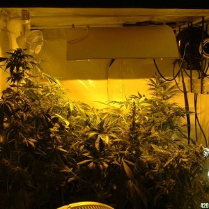 f10 plants