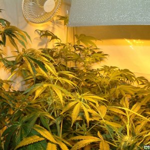 f10 plants