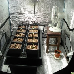 the grow room