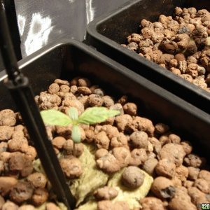 another white russian seedling