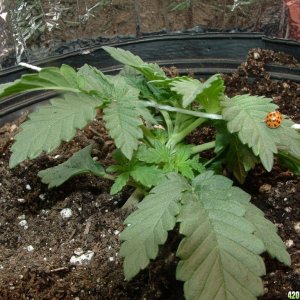 Woodsman's NL#5 Plant2 in LST with Ladybug