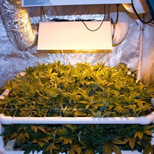 Scrog